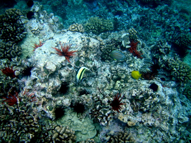 Reef- Maui