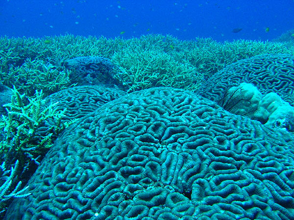Reef Near Port Vila, Vanuatu