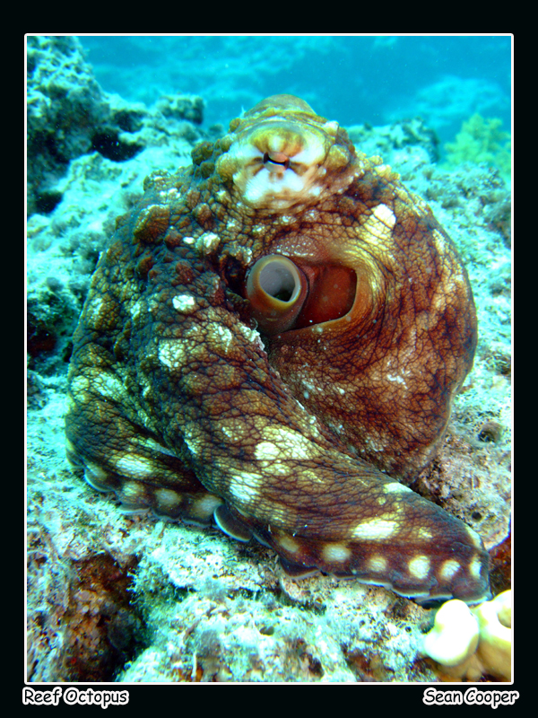 Reef Octopus