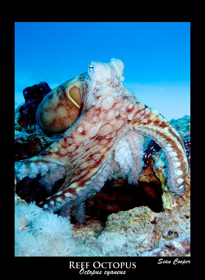 Reef Octopus