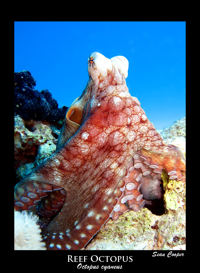 Reef Octopus