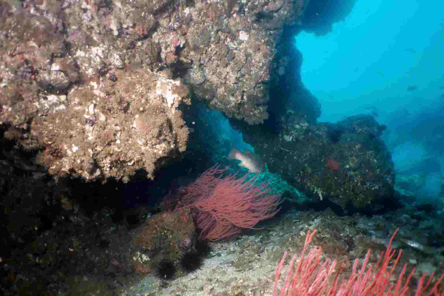 Reef on Santa Cruz Island, Calif
