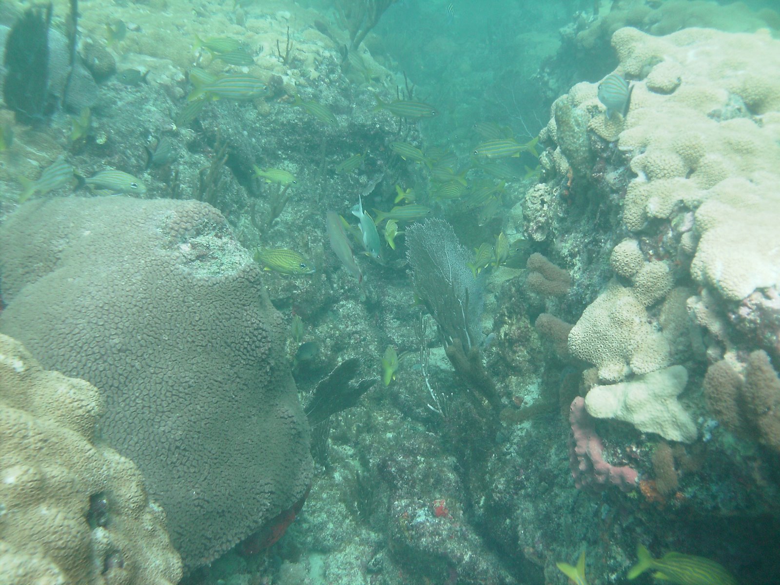 Reef on the ledge