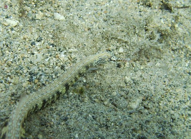 Reef Pipefish