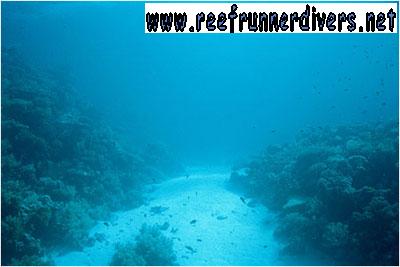 Reef Runner Divers Puerto Viejo Costa Rica Caribbean