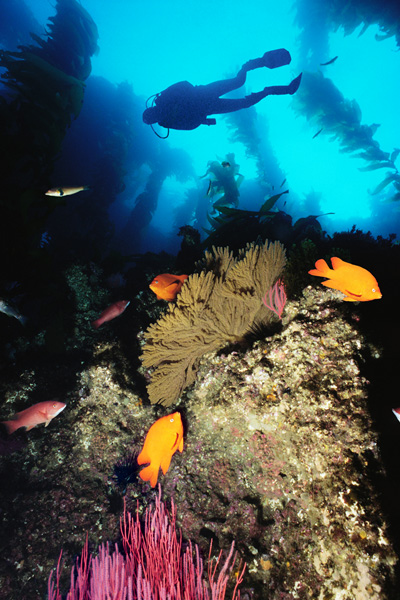 Reef scene Channel Islands