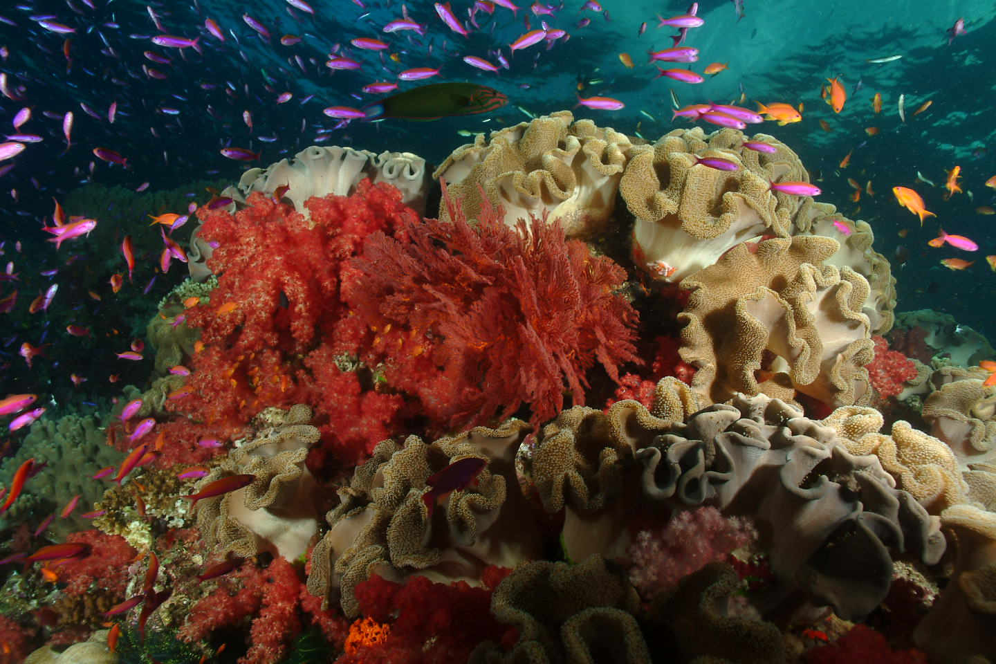 Reef scene Fiji