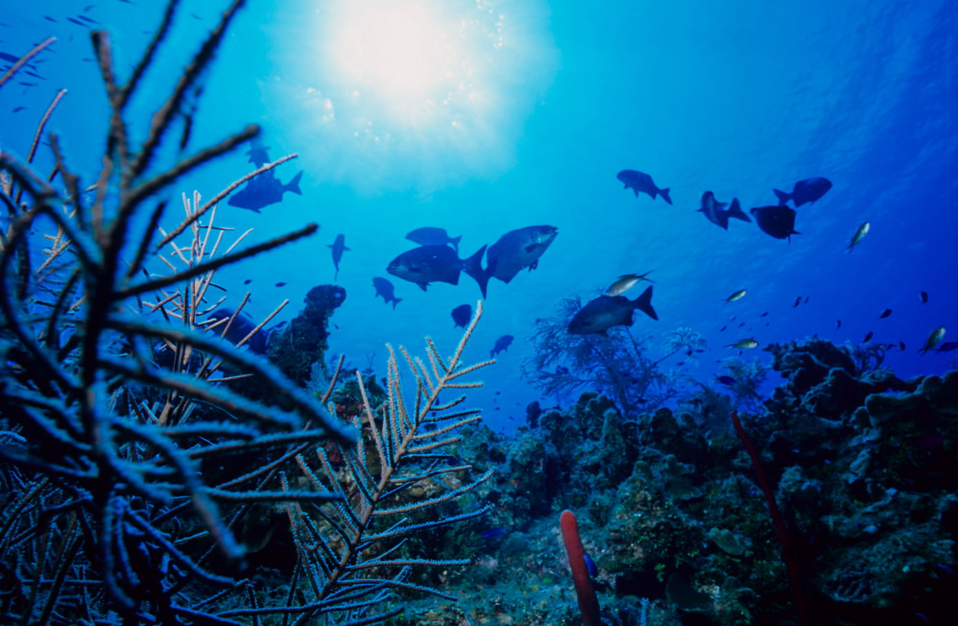 Reef Scene Little Cayman