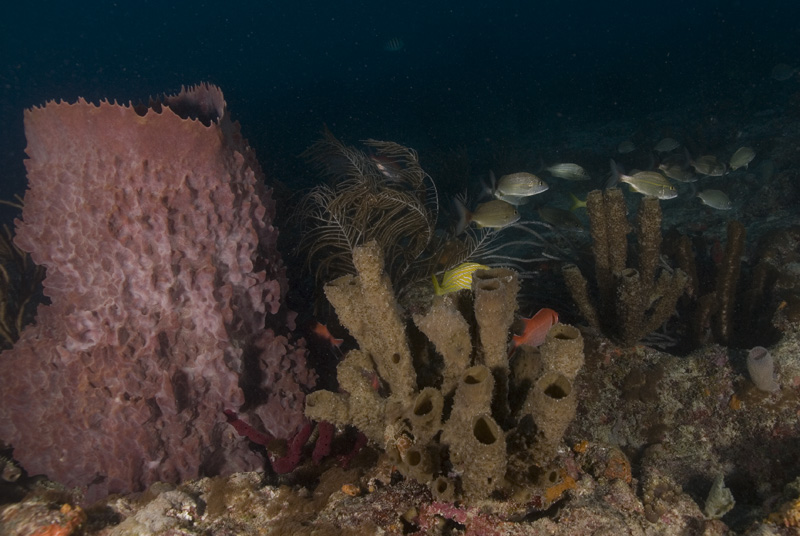 Reef Scene - off of Deerfield Beach, FL