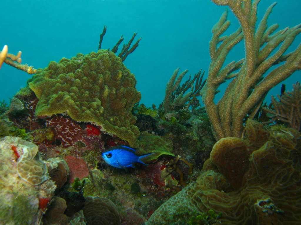 Reef Scene with Blue Devil