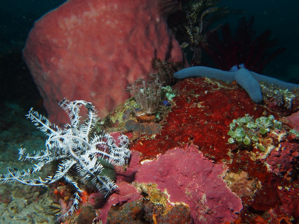 Reef Scene