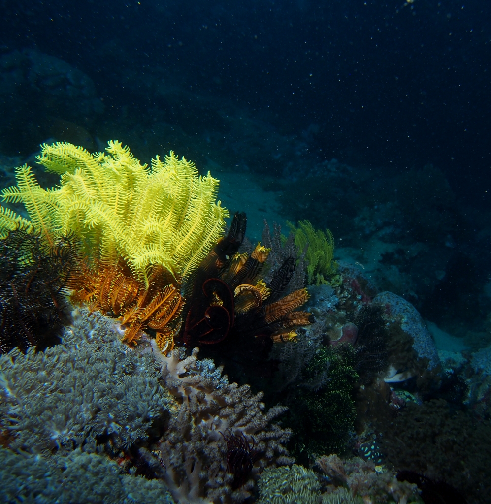 Reef Scene