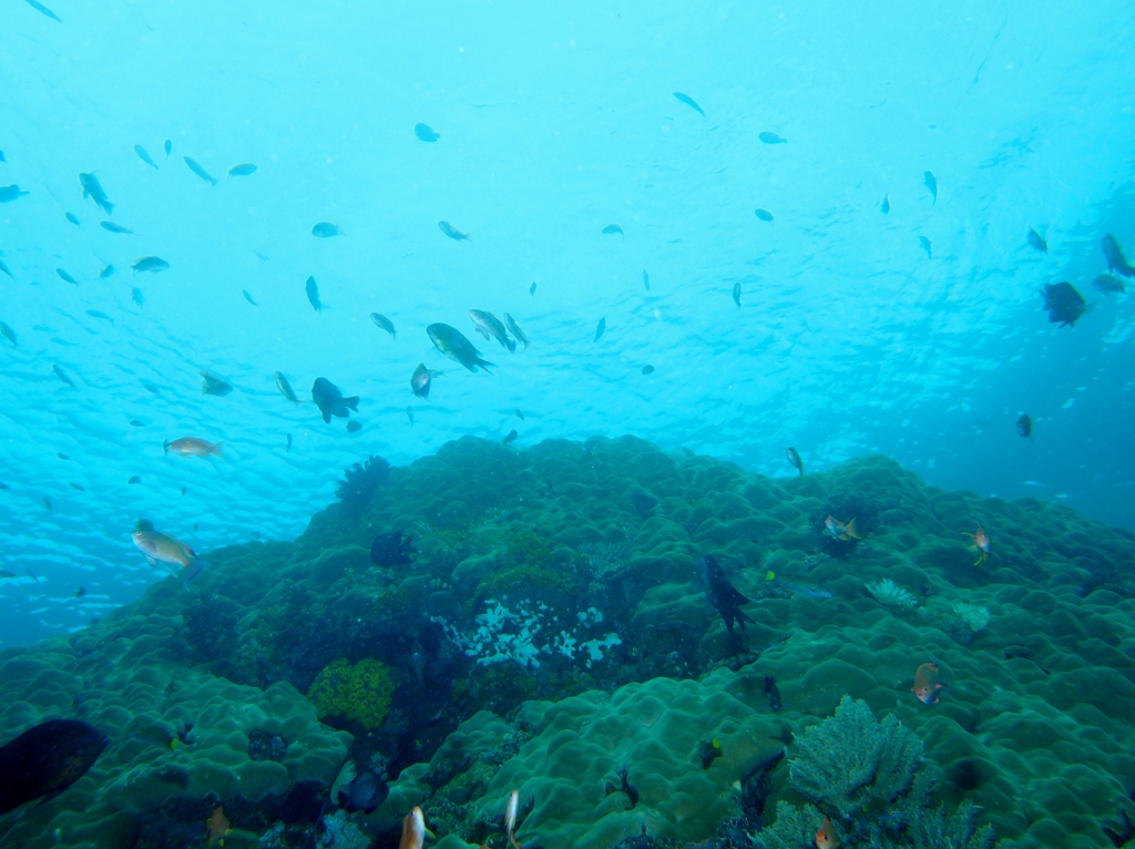 Reef Scene