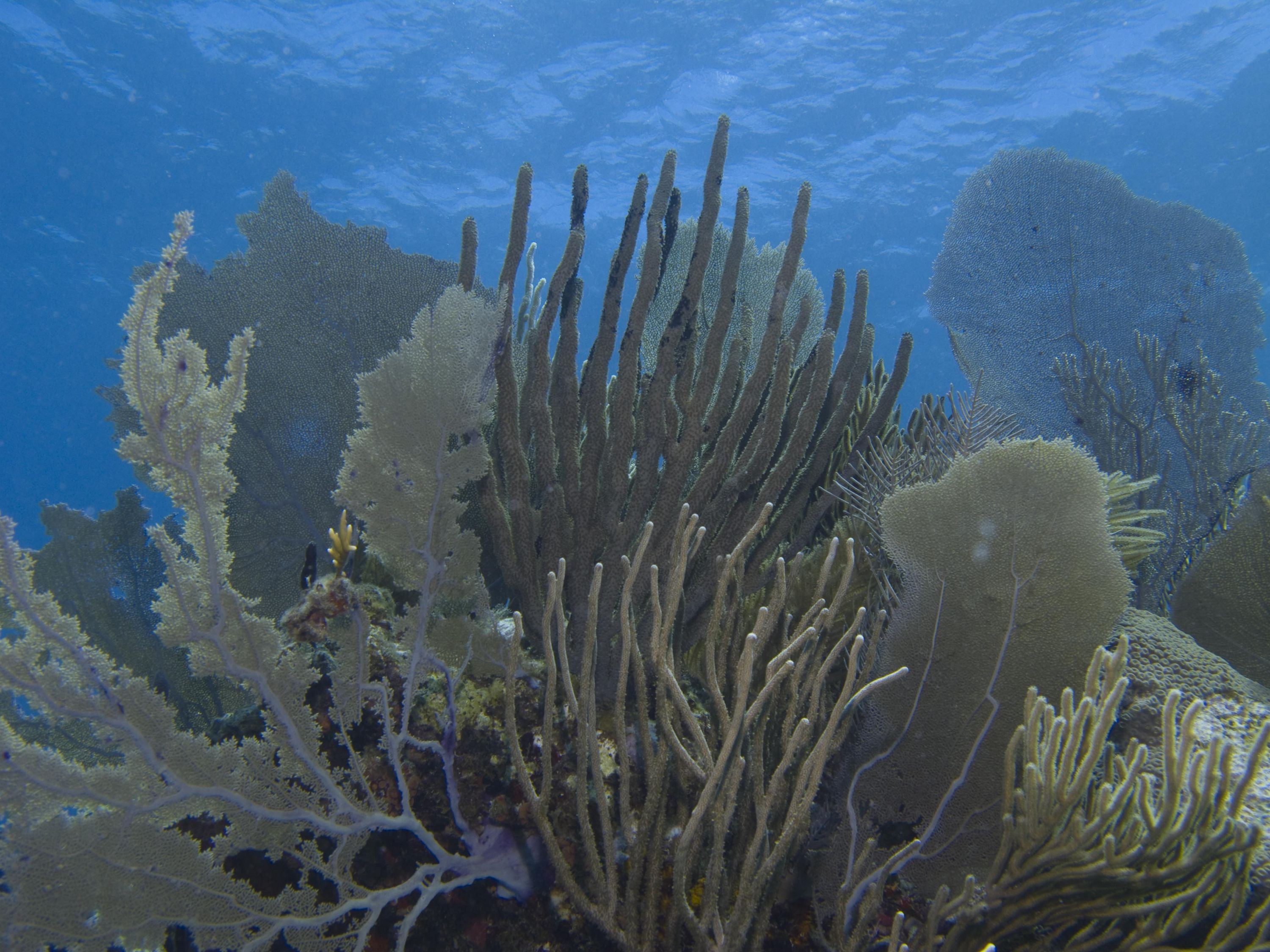 Reef Scene