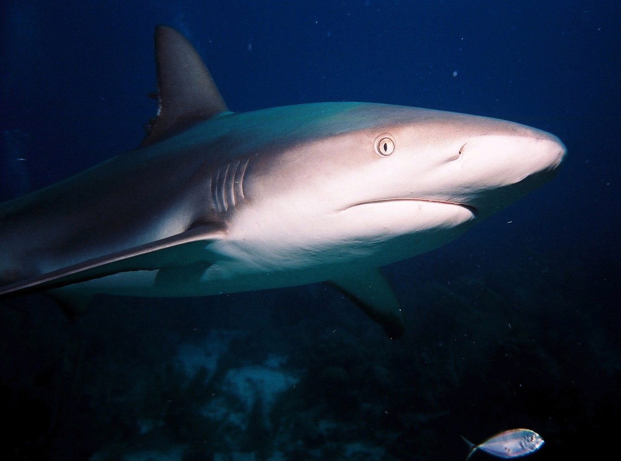 reef shark - French Cay