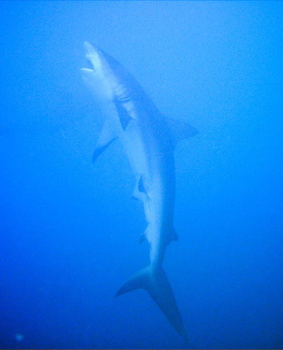 Reef Shark in Attack Mode