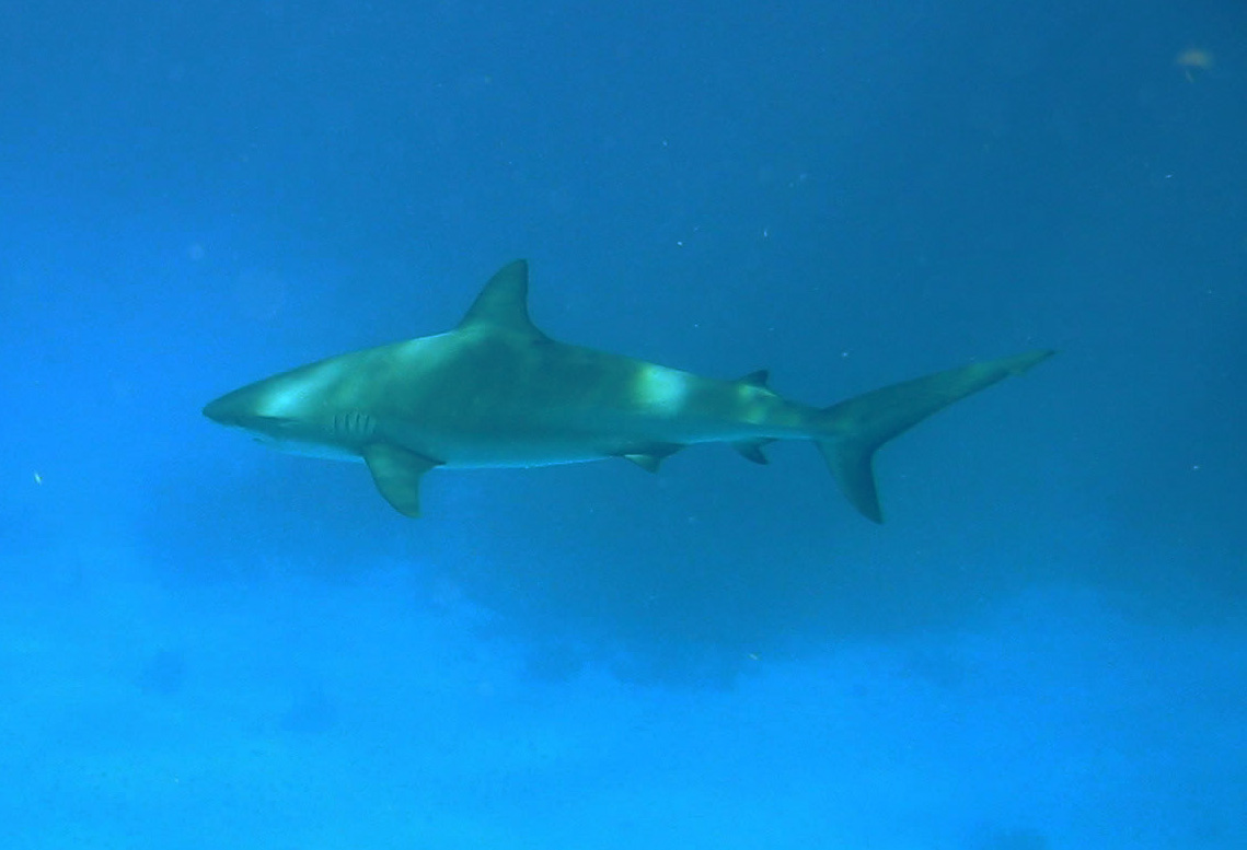 Reef Shark in Blue