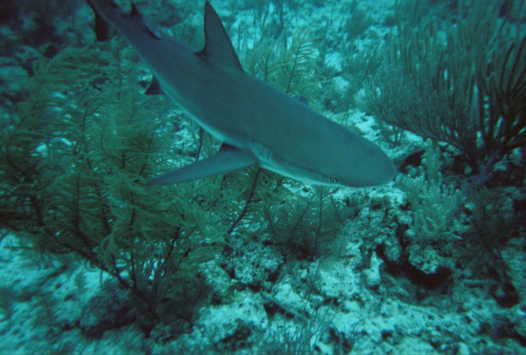 Reef Shark - Nassau Bahamas 05