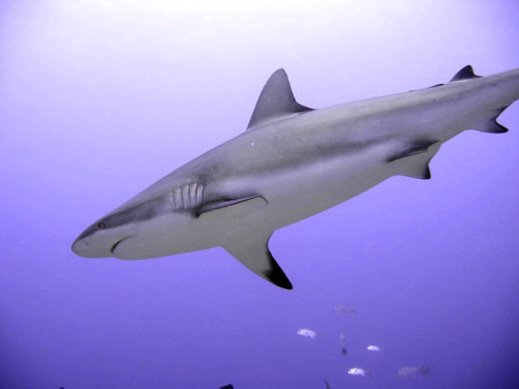 Reef Shark - Roatan