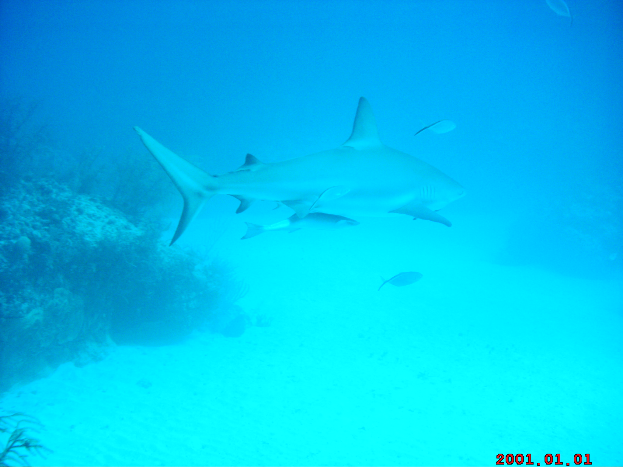 Reef Shark, Shark Junction