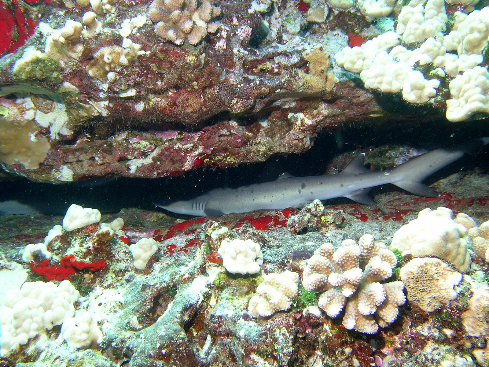Reef Shark, white tip