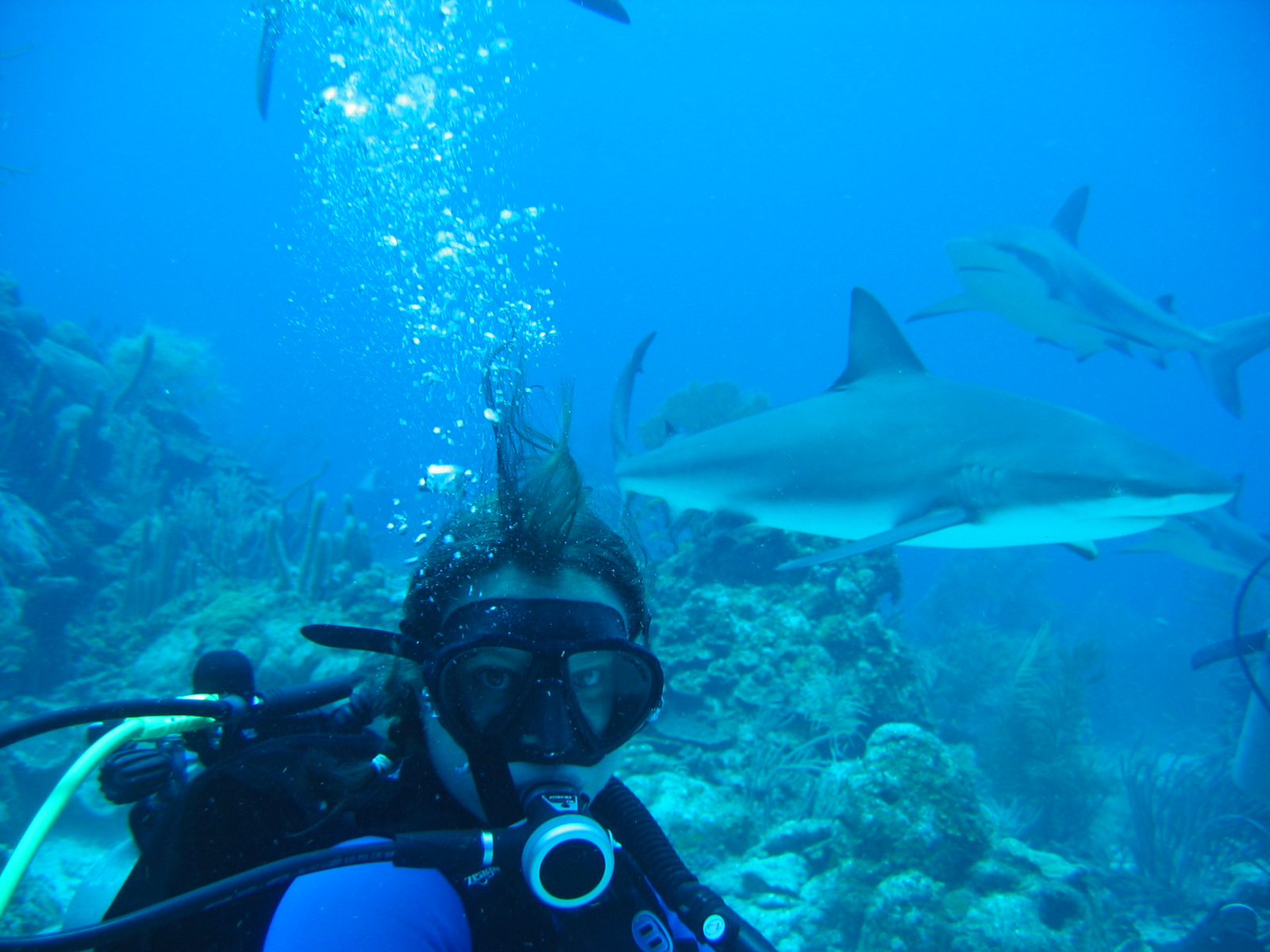 Reef Shark with me