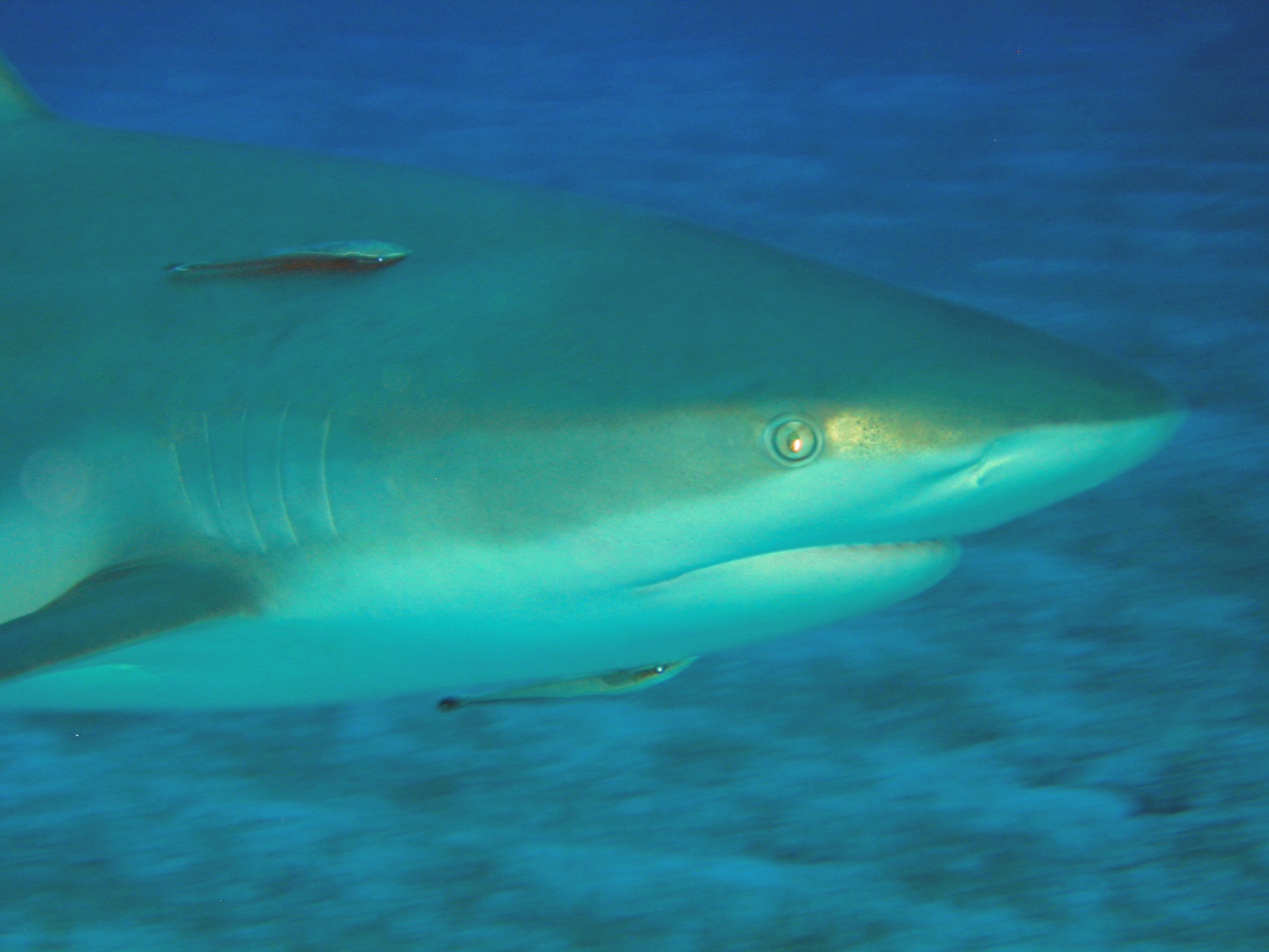 Reef Shark with Remora