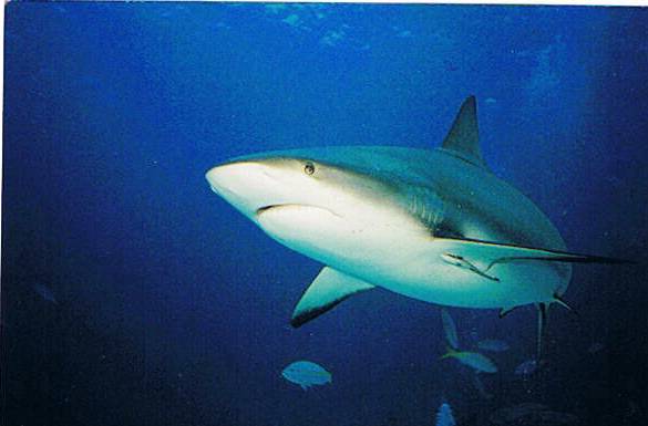 reef shark