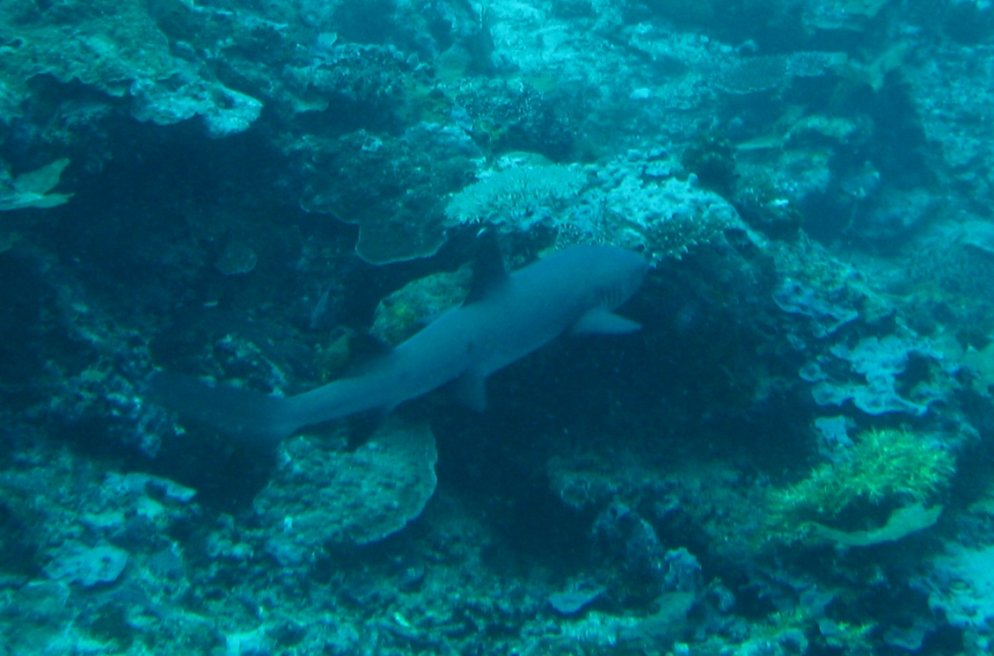 reef shark