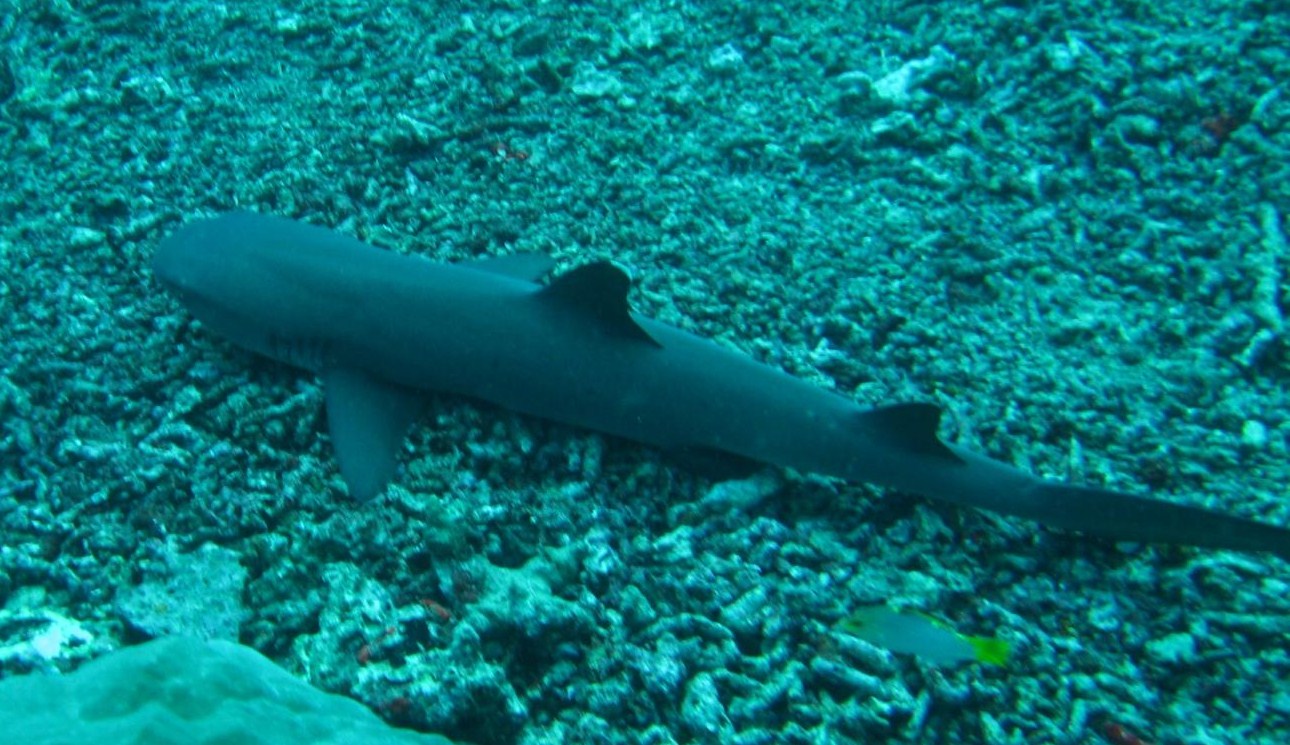 reef shark