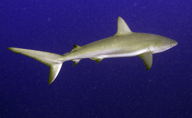 Reef shark