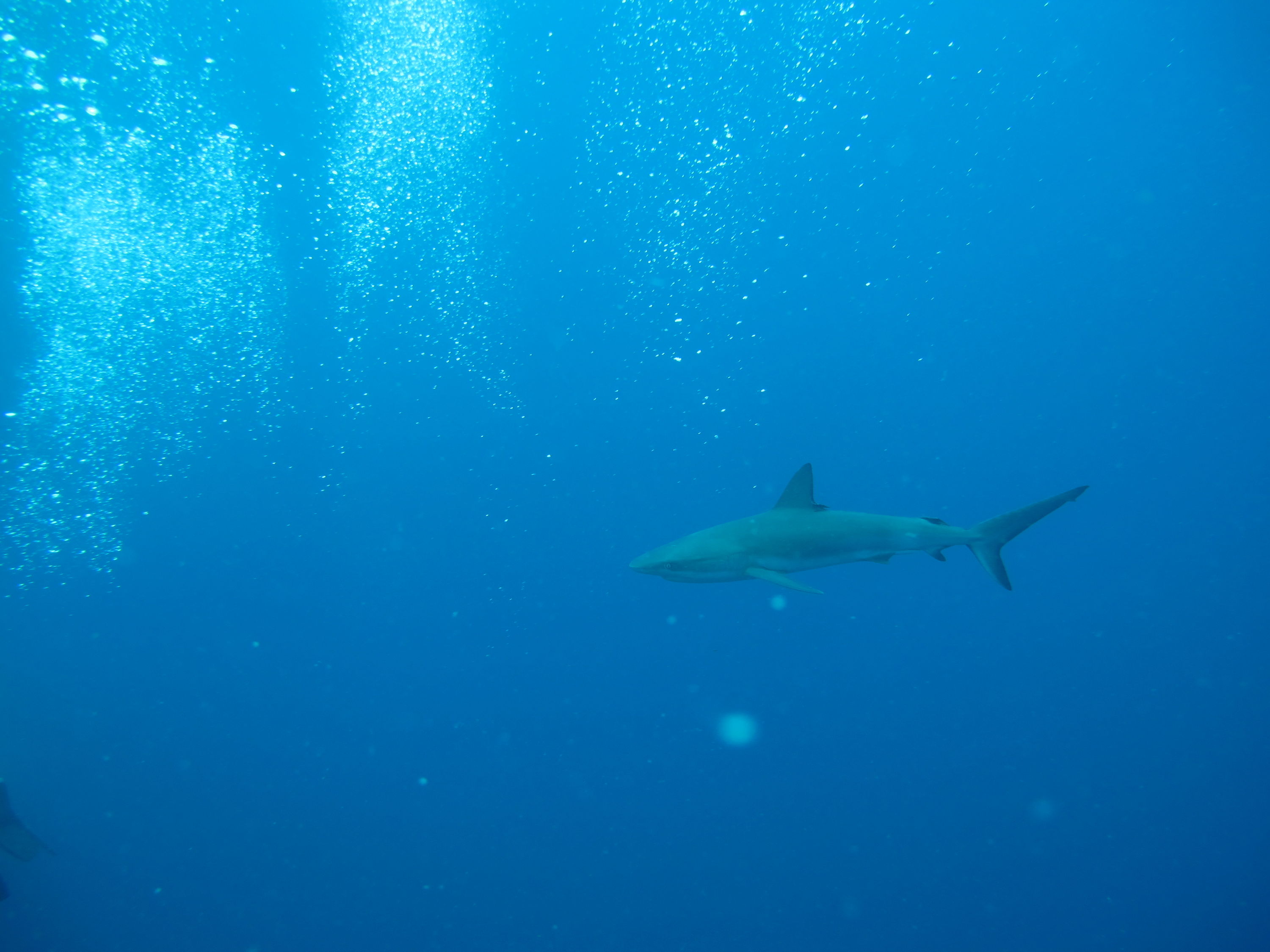 Reef Shark