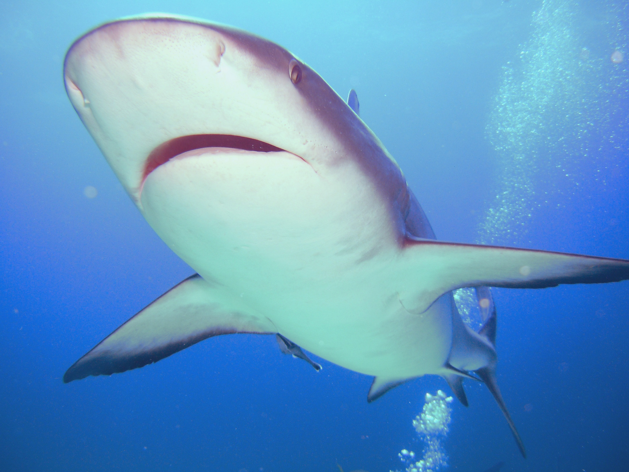 Reef Shark