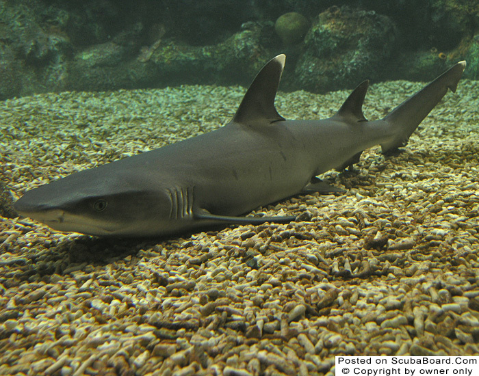 Reef Shark