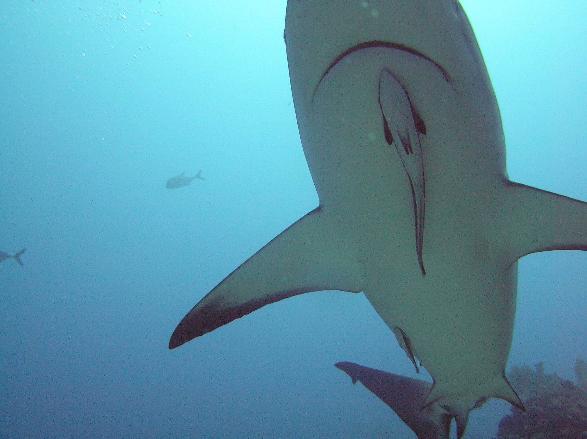 Reef Shark