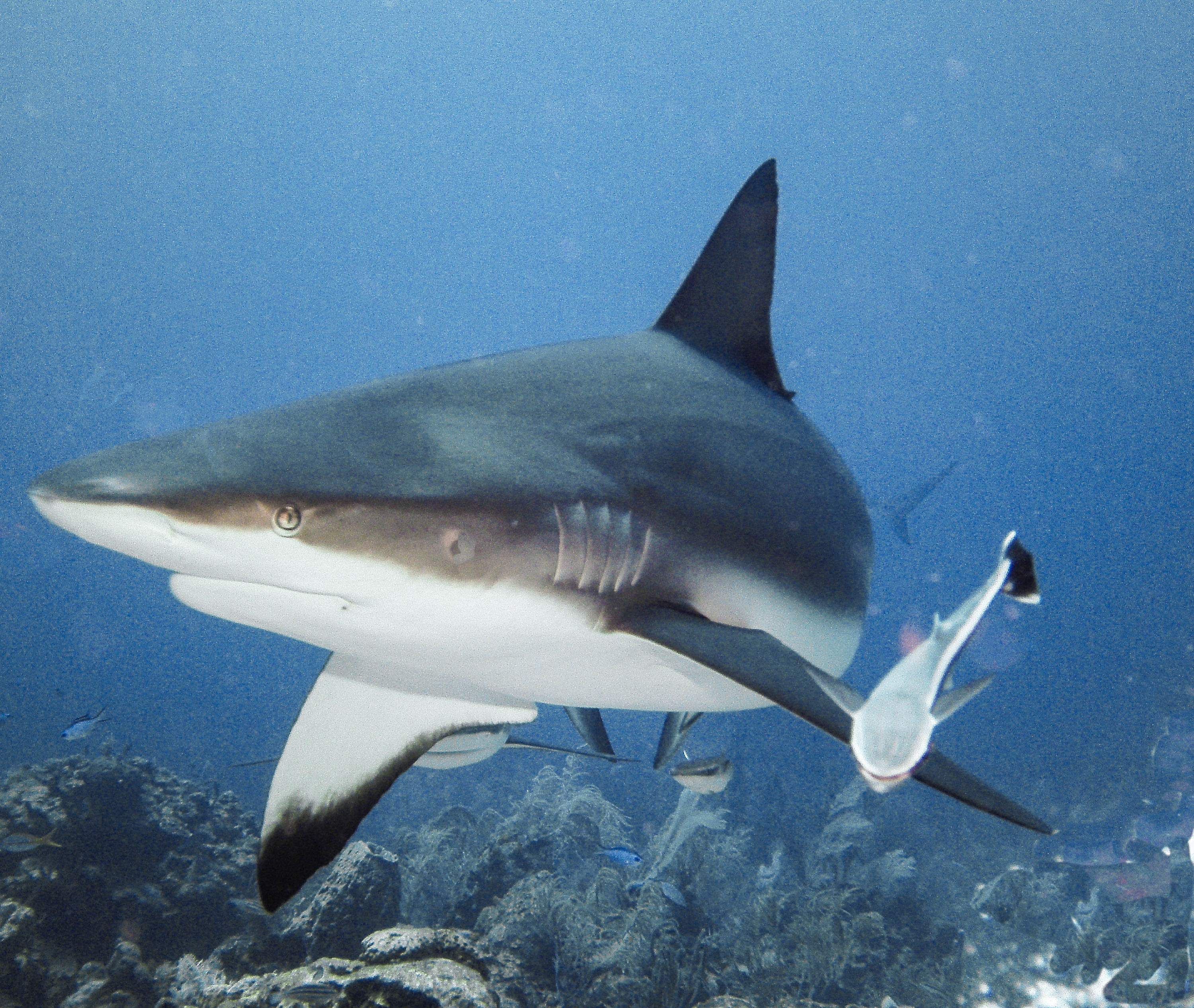 Reef shark