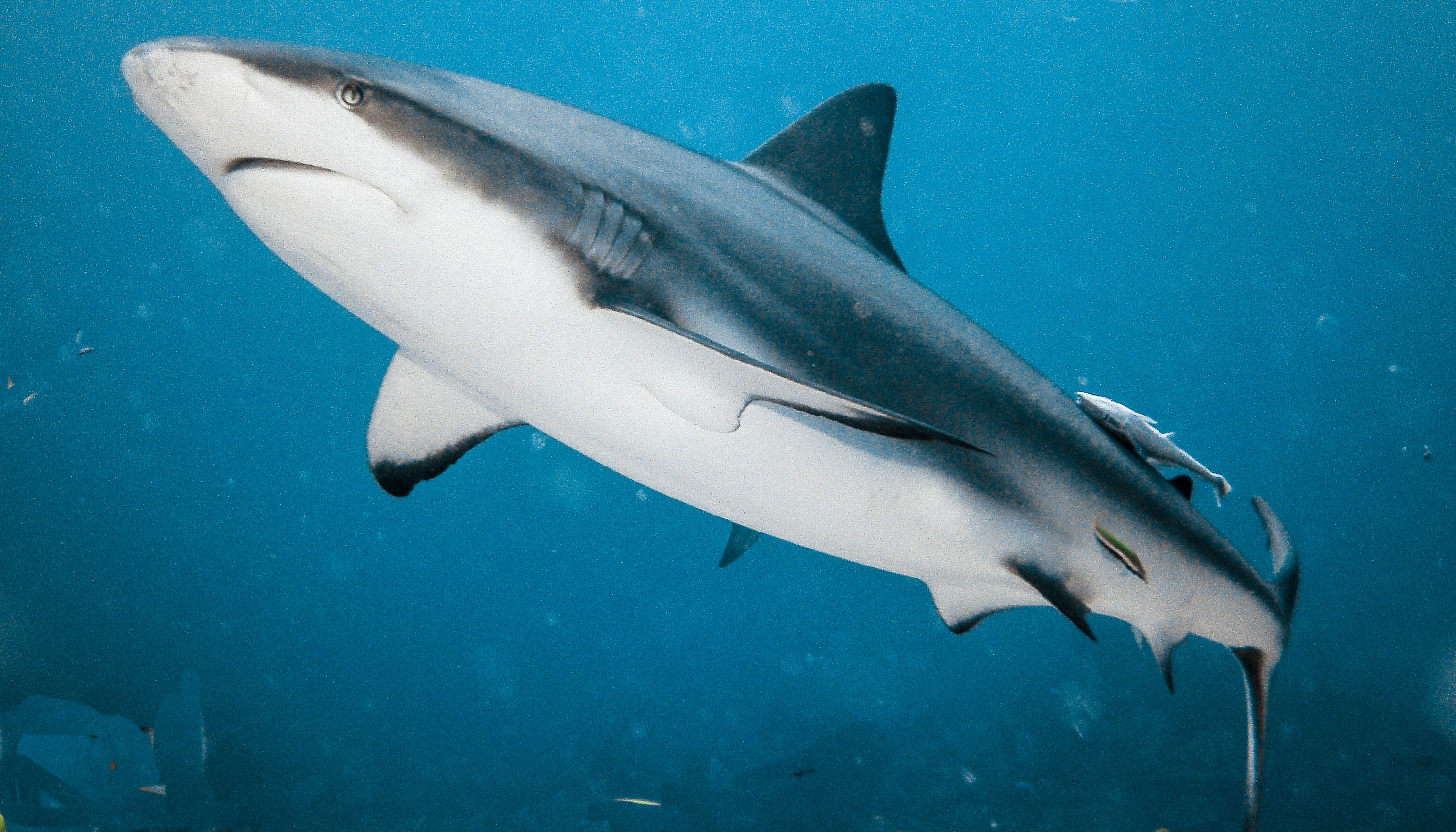 Reef shark