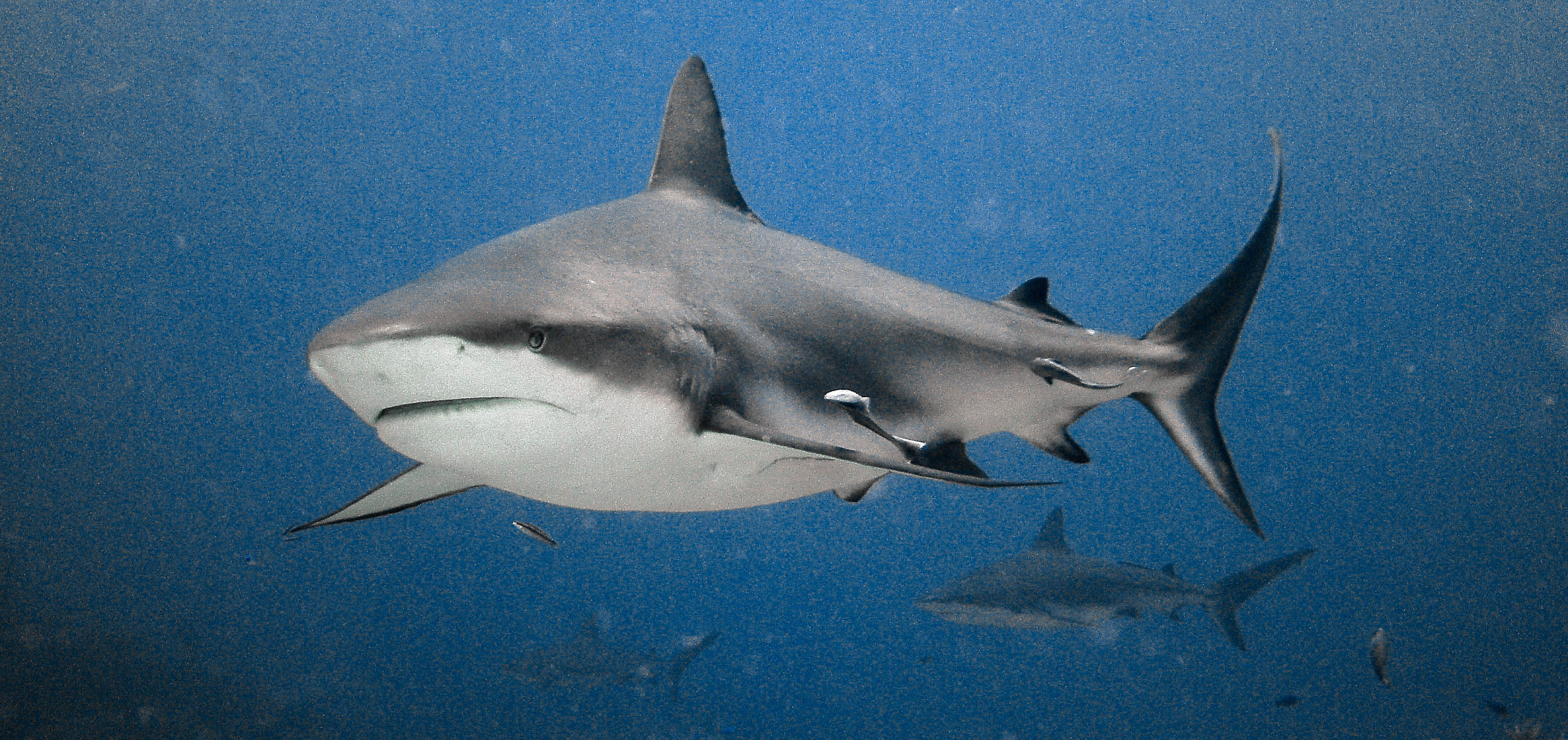 Reef shark