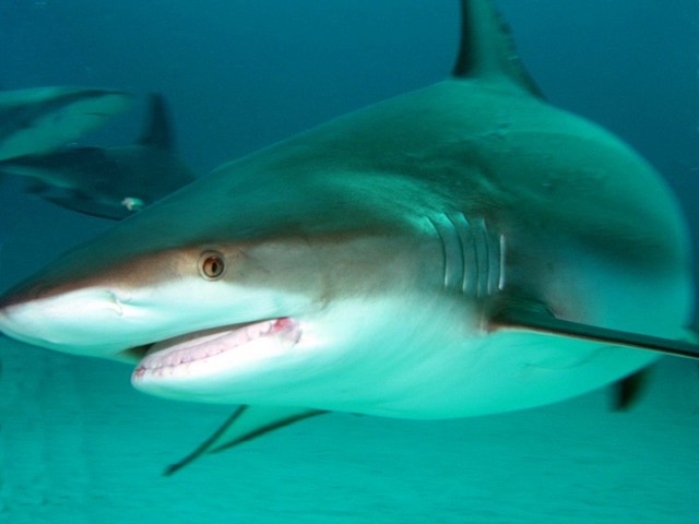 Reef Shark