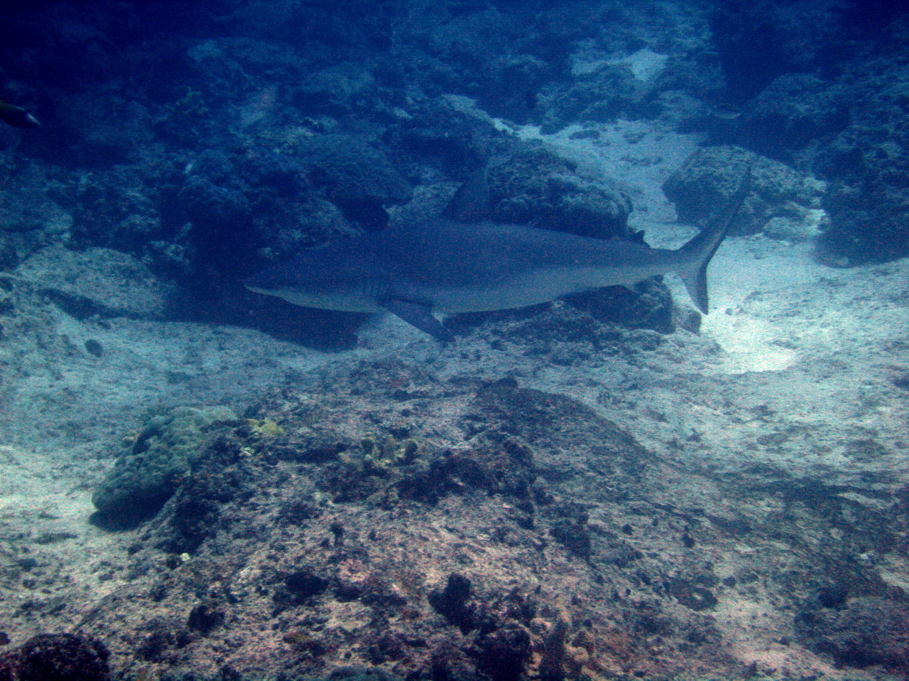 Reef shark