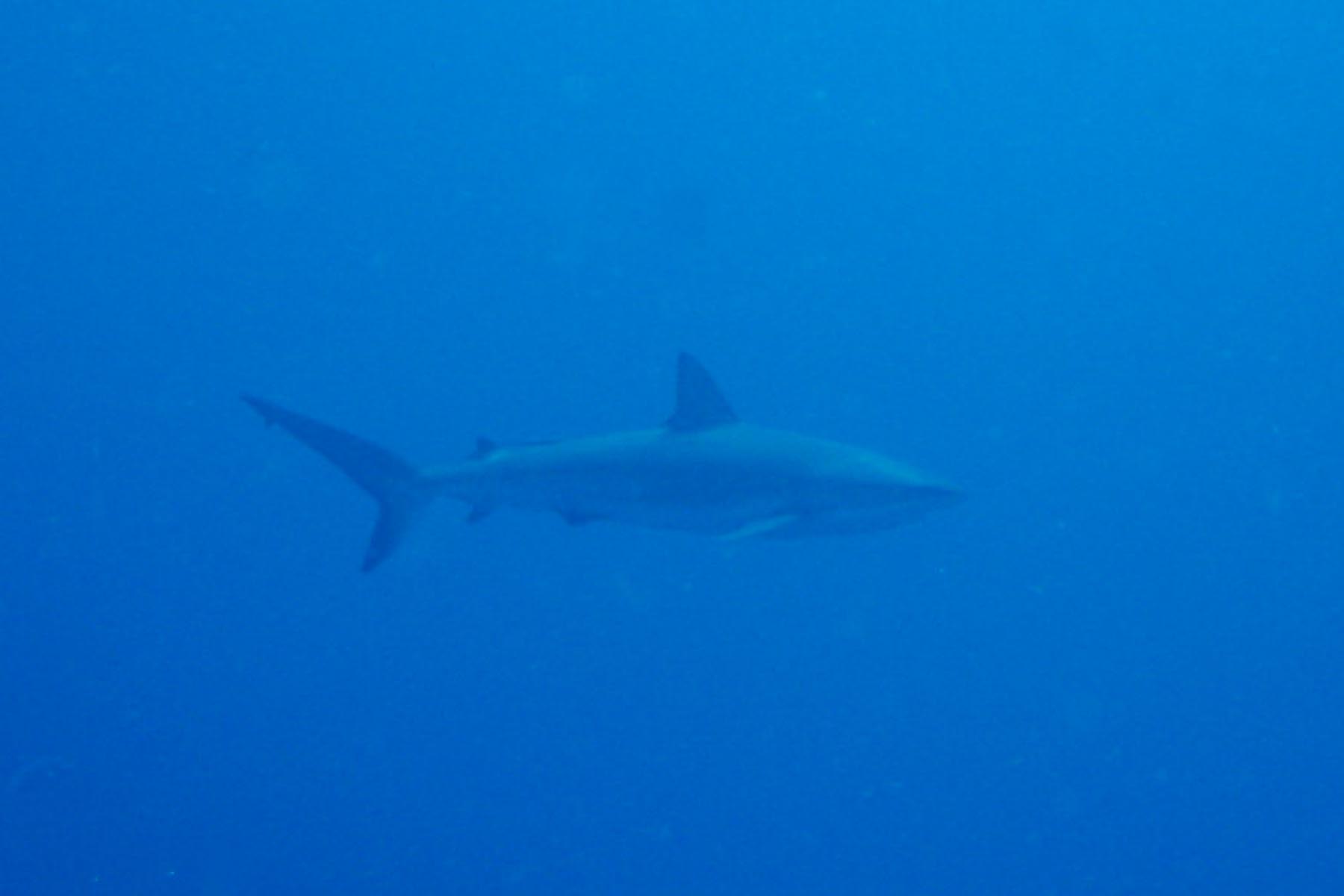 Reef Shark