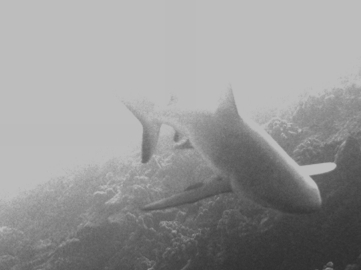 Reef shark