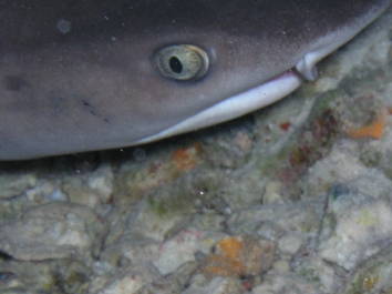 Reef Shark