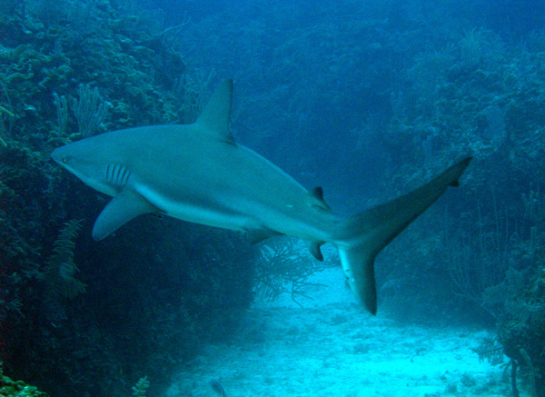 reef shark