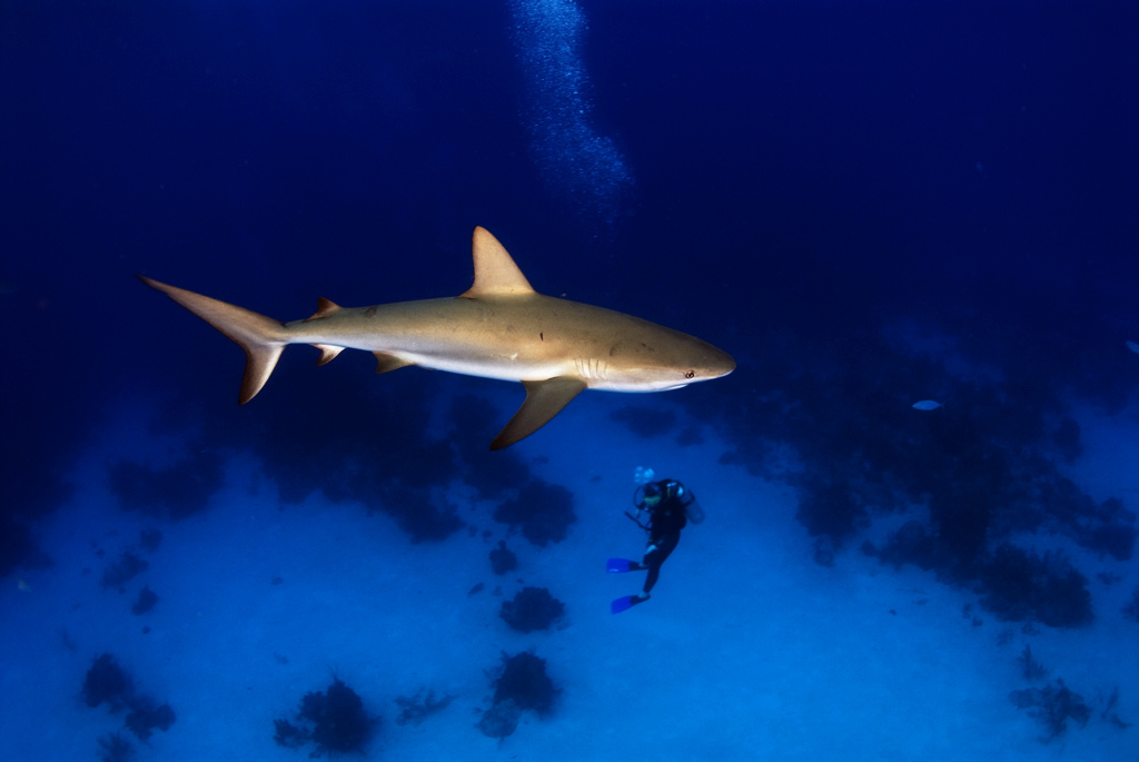 Reef Shark