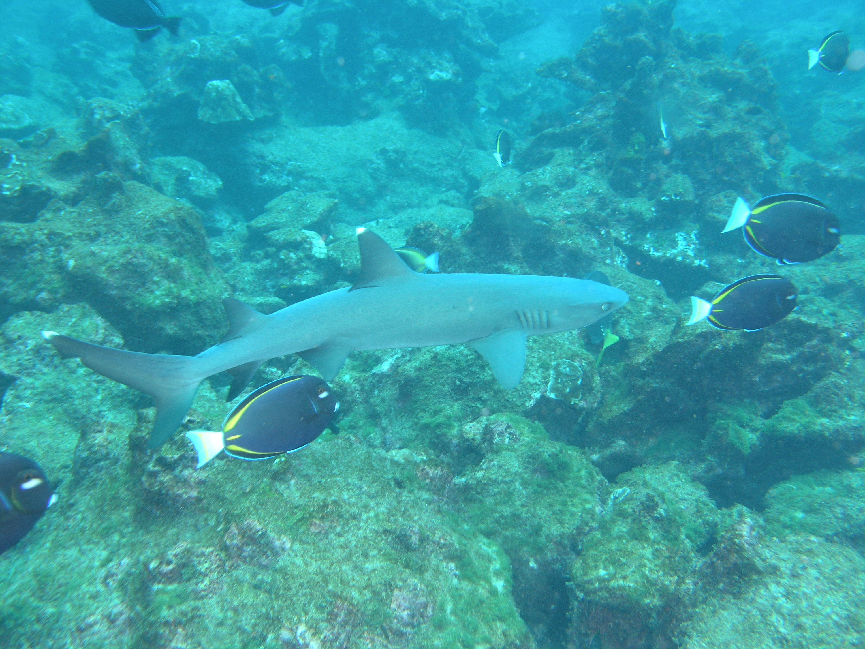 reef shark