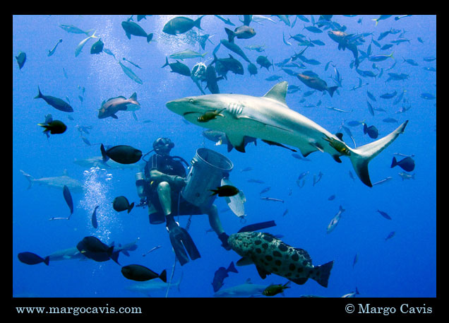 Reef Shark