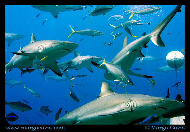 Reef Sharks eating