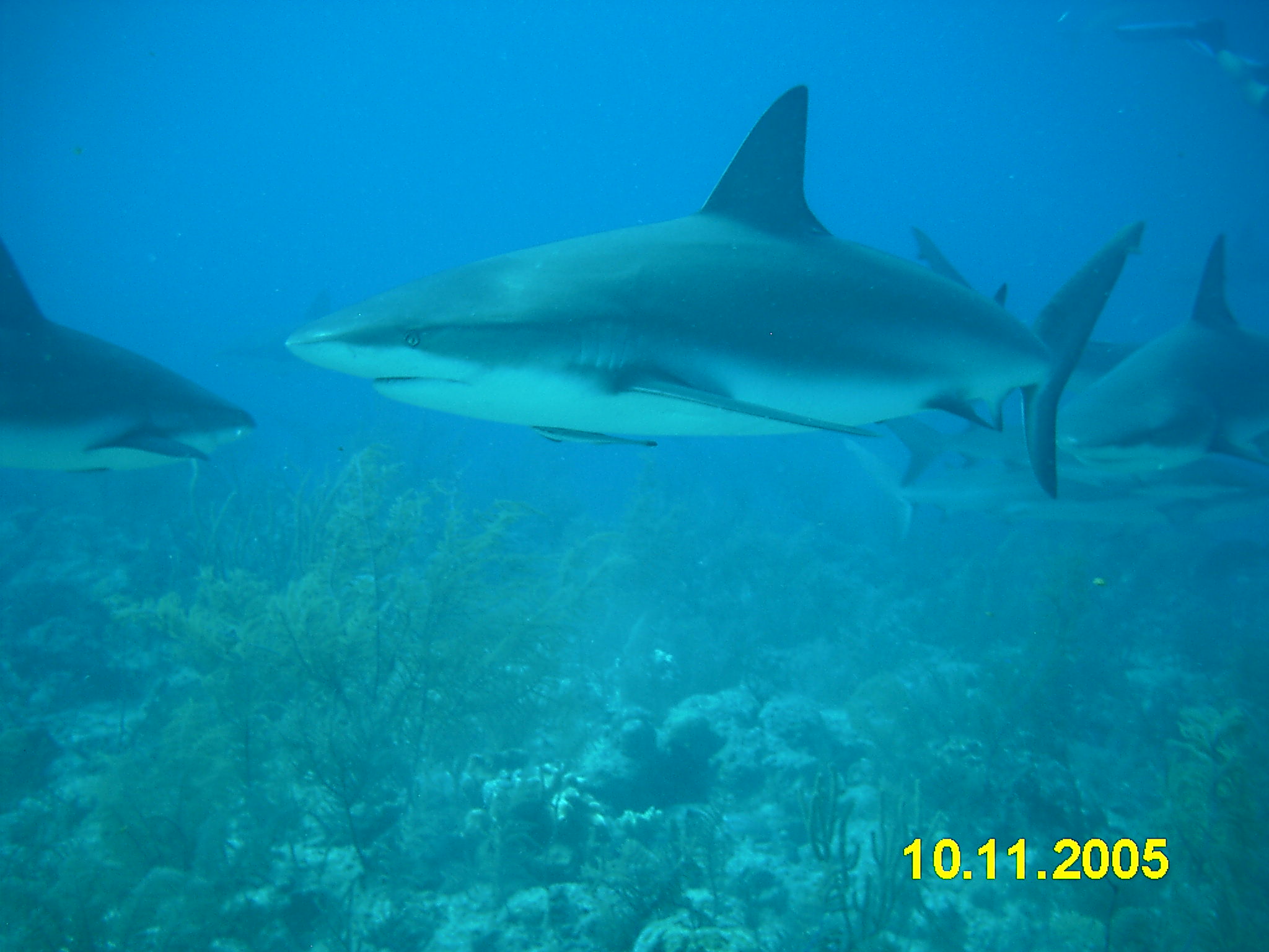 Reef Sharks, Nassau