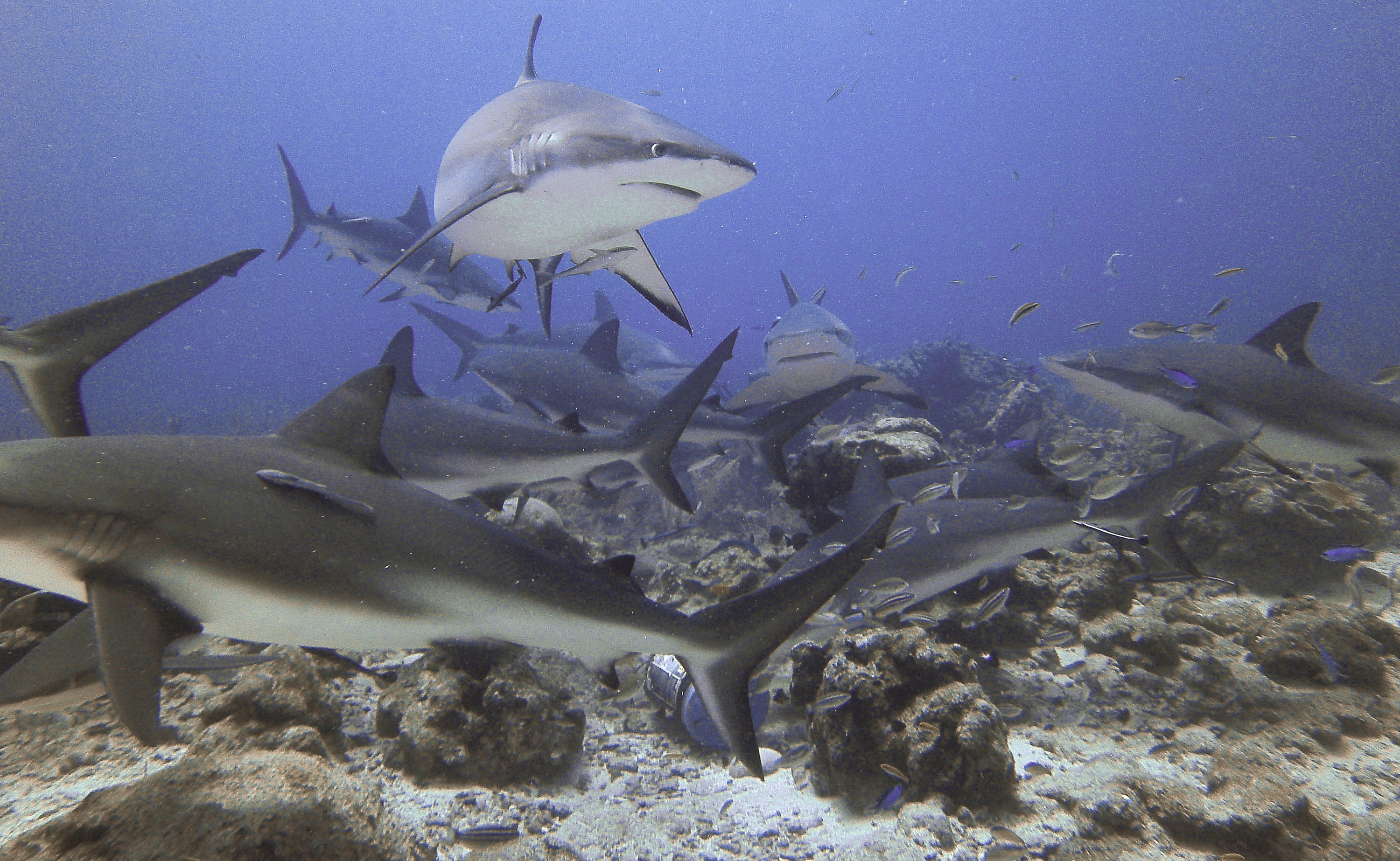 Reef sharks